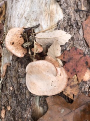 Rhodofomes cajanderi