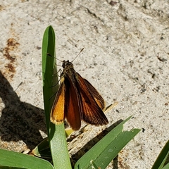 Ancyloxypha arene