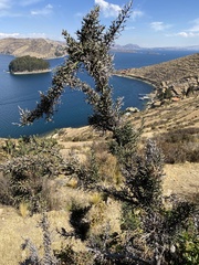 Colletia spinosissima