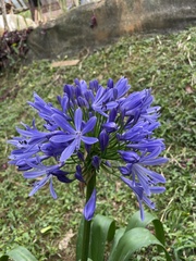 Agapanthus