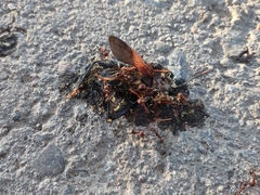 Novomessor albisetosus