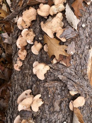 Rhodofomes cajanderi