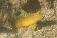 Cryptocentrus sericus