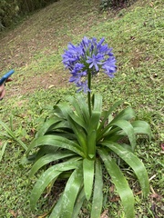 Agapanthus