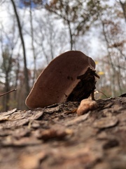 Rhodofomes cajanderi