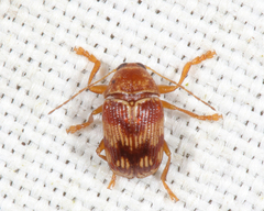 Cryptocephalus tinctus