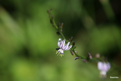Caesia parviflora vittata