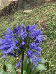 Agapanthus