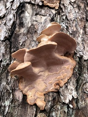 Rhodofomes cajanderi