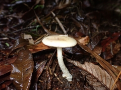 Amanita xylinivolva
