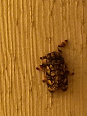 Phobetron hipparchia