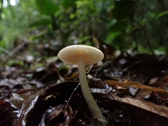 Amanita xylinivolva