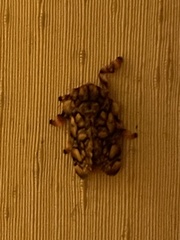 Phobetron hipparchia