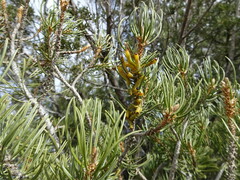 Pinus edulis