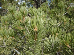 Pinus edulis