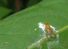 Homoneura occidentalis