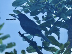Ramphocelus carbo
