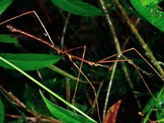 Prosentoria arrogans