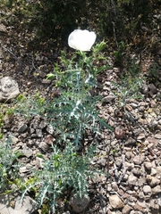 Argemone hunnemannii