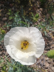 Argemone hunnemannii