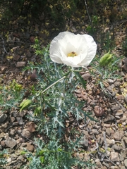 Argemone hunnemannii