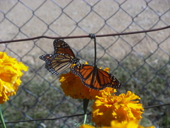 Danaus plexippus