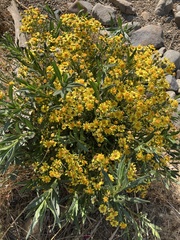 Senecio clivicola