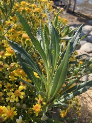 Senecio clivicola