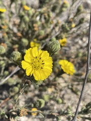 Deinandra increscens