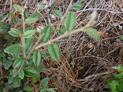 Cotoneaster franchetii