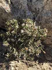 Brickellia atractyloides