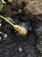 Brickellia atractyloides