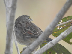 Ammodramus humeralis