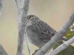 Ammodramus humeralis