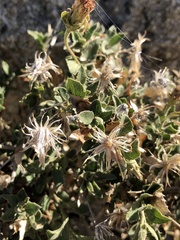 Brickellia atractyloides