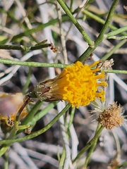 Bebbia juncea aspera