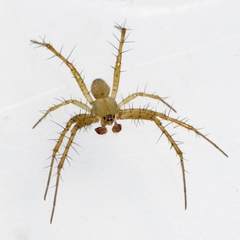 Mangora maculata