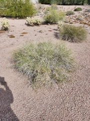 Bebbia juncea aspera