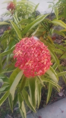 Ixora chinensis