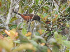 Ramphocelus carbo