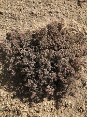 Euphorbia melanadenia