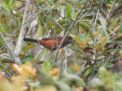 Ramphocelus carbo