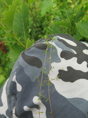 Omphalotrix longipes