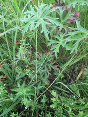 Omphalotrix longipes