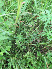 Omphalotrix longipes