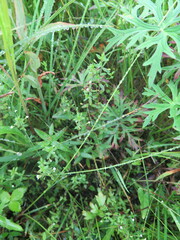 Omphalotrix longipes