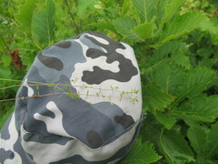 Omphalotrix longipes