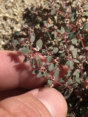 Euphorbia melanadenia