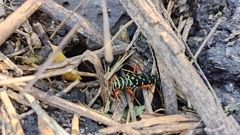 Placosternus erythropus