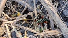 Placosternus erythropus